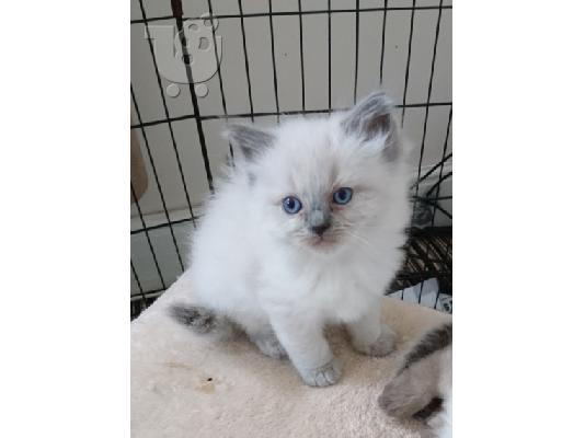 Ragdoll - Blue Bicolour